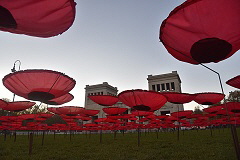 Never Again - 3.000 Mohnblumen auf dem Knigsplatz